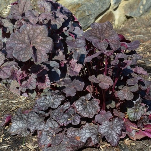 Heuchera 'Velvet Night' - Helmikpööris 'Velvet Night' P11/0,75L